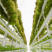 Innovations in Vertical Farming and Sustainable Urban Agriculture