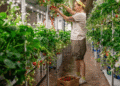 Vertical Farming Advantages, Challenges, and Urban Crop Cultivation