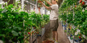 Vertical Farming Advantages, Challenges, and Urban Crop Cultivation