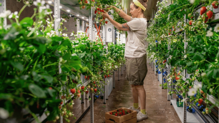 Vertical Farming Advantages, Challenges, and Urban Crop Cultivation