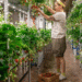 Vertical Farming Advantages, Challenges, and Urban Crop Cultivation