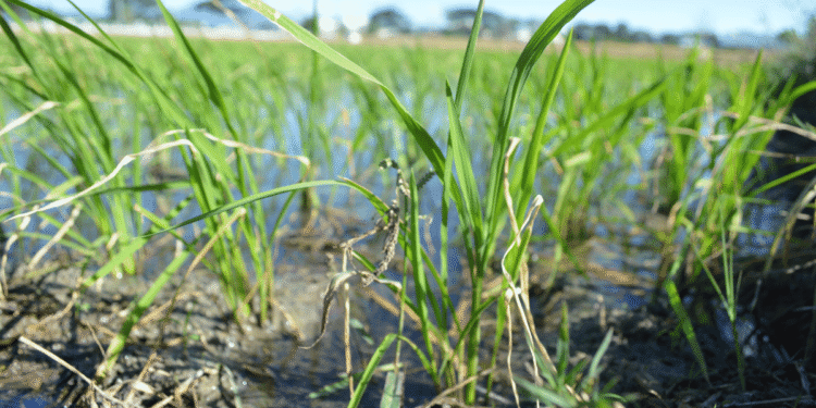 Agri-preneurs: Empowering Agriculture through Entrepreneurship
