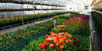 Floriculture Flourishes Navigating the Blooming Business Landscape