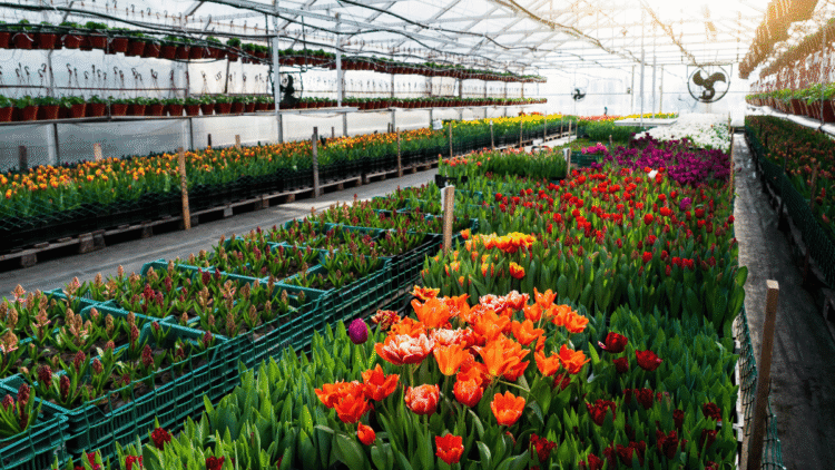 Floriculture Flourishes Navigating the Blooming Business Landscape