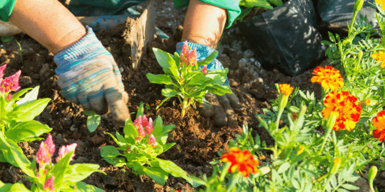 Garden Elegance 7 Remarkable Flowers for Your Garden