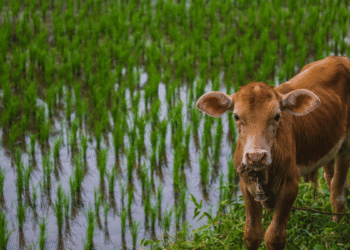 Rainy Season Livestock Care: Ensuring Healthy Herds