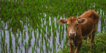 Rainy Season Livestock Care: Ensuring Healthy Herds