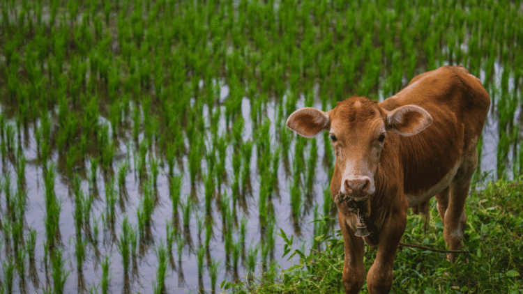 Rainy Season Livestock Care: Ensuring Healthy Herds