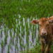 Rainy Season Livestock Care: Ensuring Healthy Herds