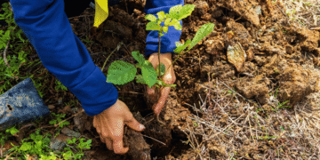 Sustainable Farming with Millets: Nurturing a Greener Tomorrow
