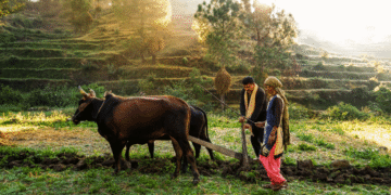 The Future of Indian Agriculture