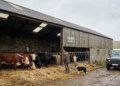 UK Cattle Markets: Understanding Supply Constraints and Price Dynamics in 2024-2025