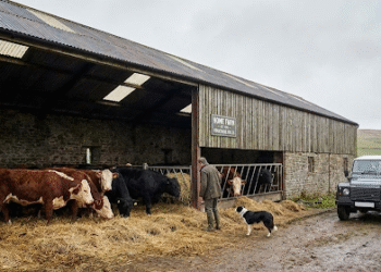 UK Cattle Markets: Understanding Supply Constraints and Price Dynamics in 2024-2025