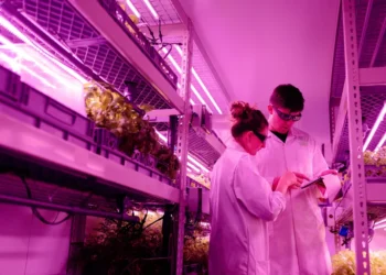 Aeroponic vs Hydroponic vs Aquaponic: Choosing the Right Soil-Free System for UK Commercial Production