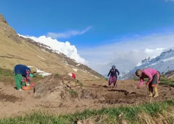 Cultivation of Heeng in India for the first time; a big transition for cold deserts