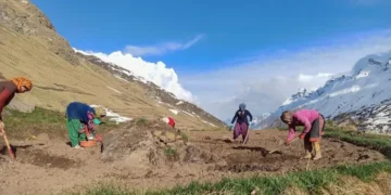 Cultivation of Heeng in India for the first time; a big transition for cold deserts