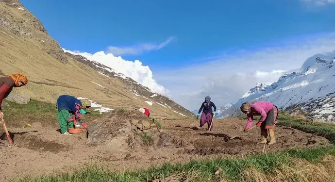 Cultivation of Heeng in India for the first time; a big transition for cold deserts