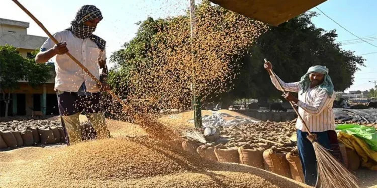 India to export 3.5-4 million tonnes of wheat to neighbouring countries