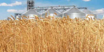 UK Wheat Markets Rally: Global Supply Tightness and Currency Shifts Drive 18-Month Highs