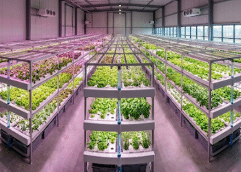 Starting Your First Hydroponic Operation: A UK Grower’s Guide to Setup Principles, Crop Selection, and Management Practices
