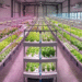 Starting Your First Hydroponic Operation: A UK Grower’s Guide to Setup Principles, Crop Selection, and Management Practices