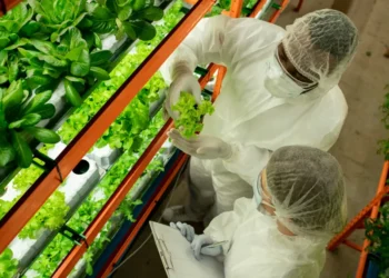 Vertical Farming in the UK: From Niche Experiment to Commercial Powerhouse