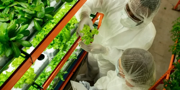 Vertical Farming in the UK: From Niche Experiment to Commercial Powerhouse