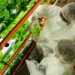 Vertical Farming in the UK: From Niche Experiment to Commercial Powerhouse