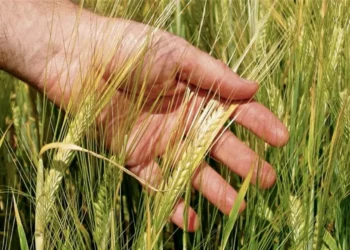 Weekly Grain Roundup: Barley Markets Firm on Malting Premiums, Oilseed Rape Weakens on Canadian Competition