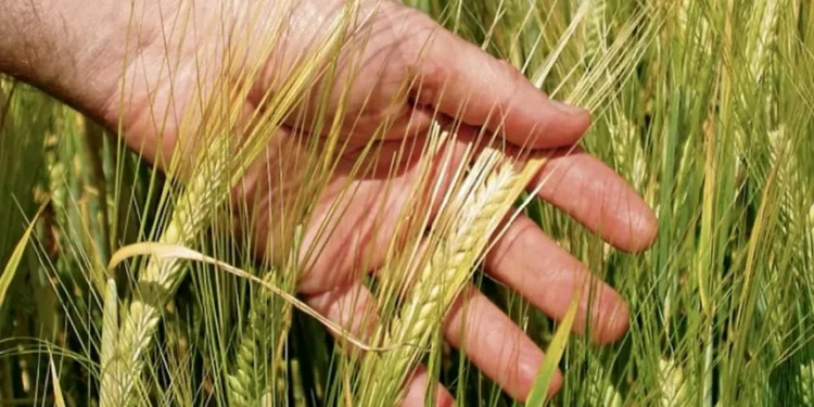 Weekly Grain Roundup: Barley Markets Firm on Malting Premiums, Oilseed Rape Weakens on Canadian Competition