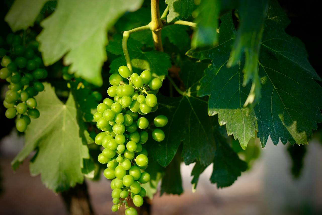 Bunches of unripe green grapes hanging among vine leaves