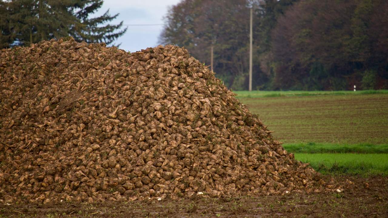 A large heap of harvested sugar beet at the edge of a green field