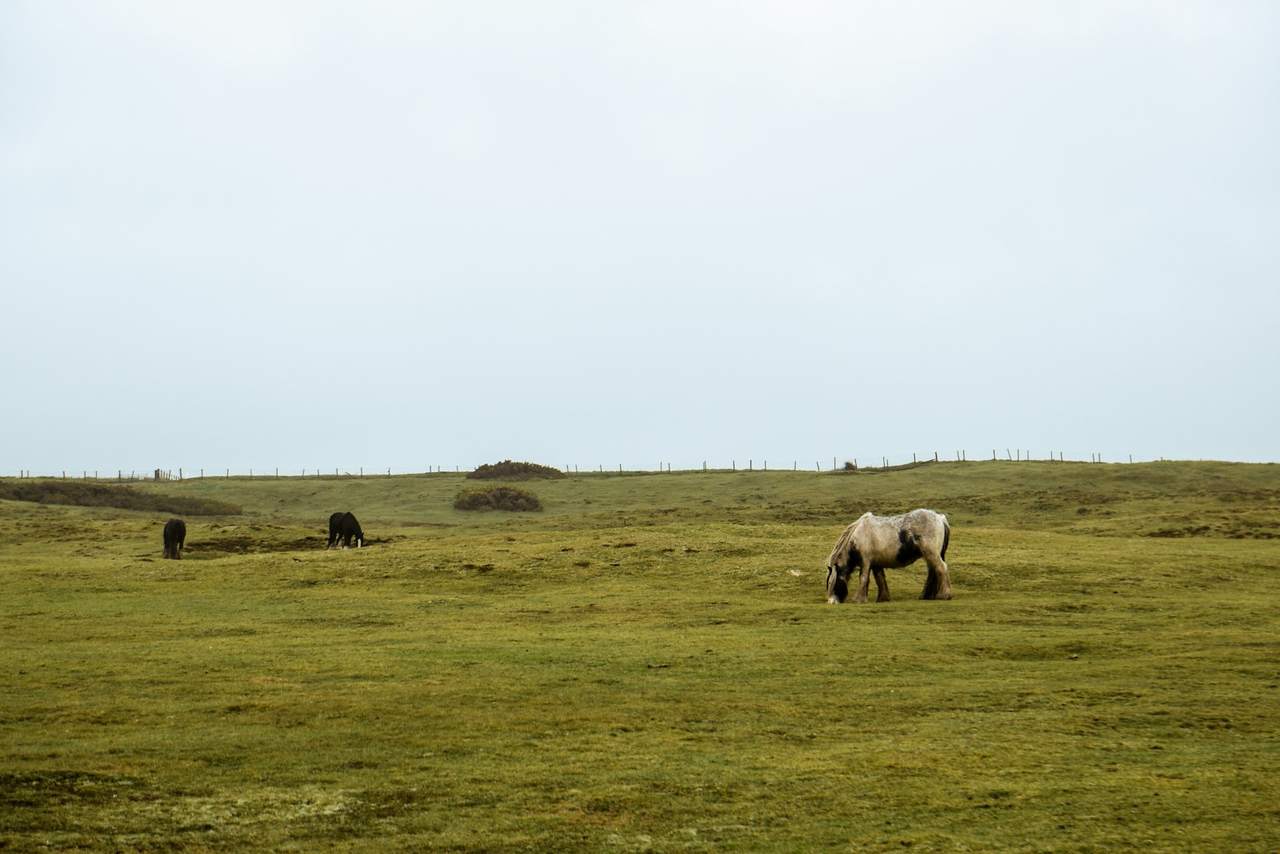 Horses grazing on open grassland under a pale grey sky