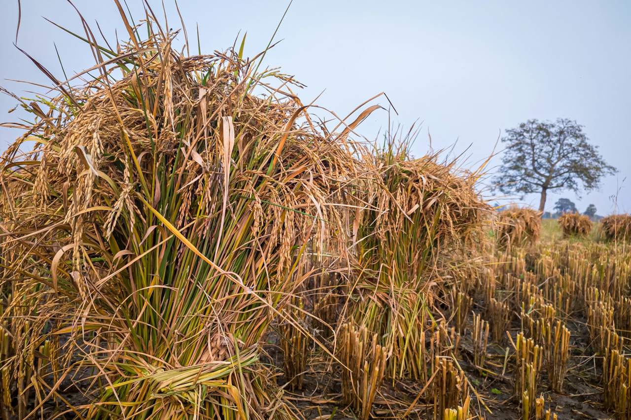 A heap of dry rice straw in a harvested paddy field with stubble in the foreground