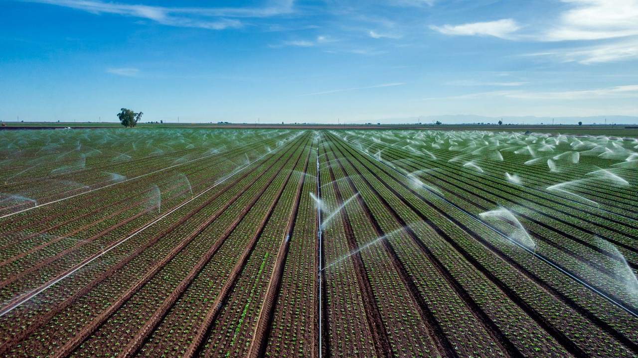 Sprinklers watering long rows of young crops across a wide field