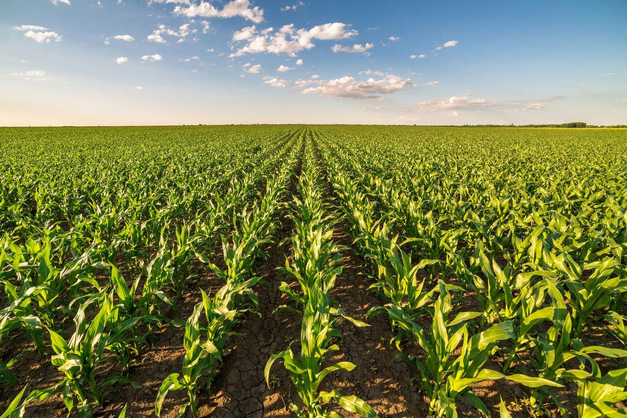 Long rows of young maize plants in a field under a blue sky
