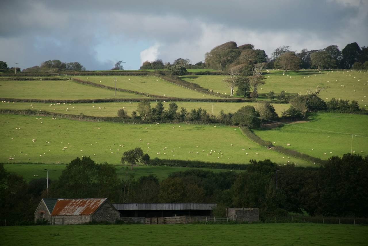 Green fields with sheep grazing in the English countryside