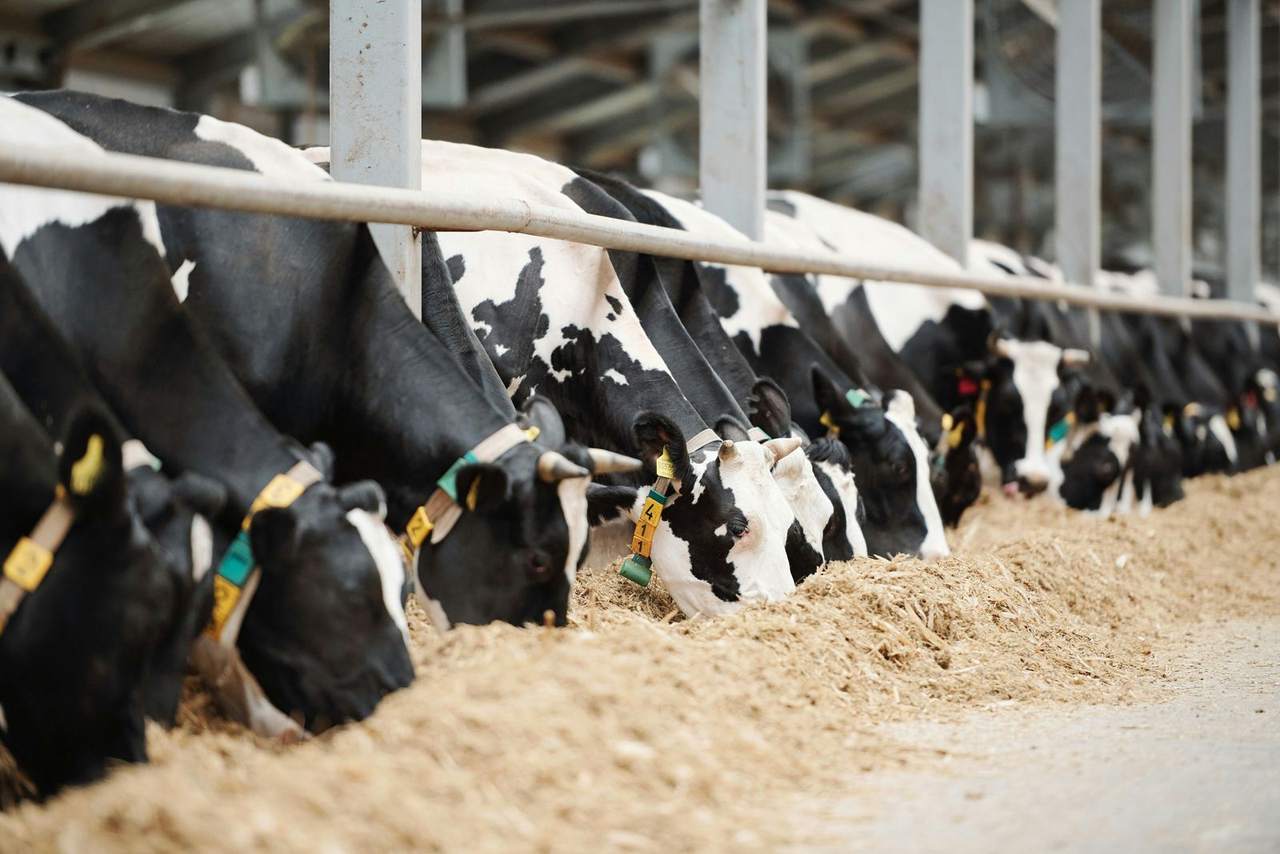 Black and white dairy cows feeding at a trough inside a cowshed