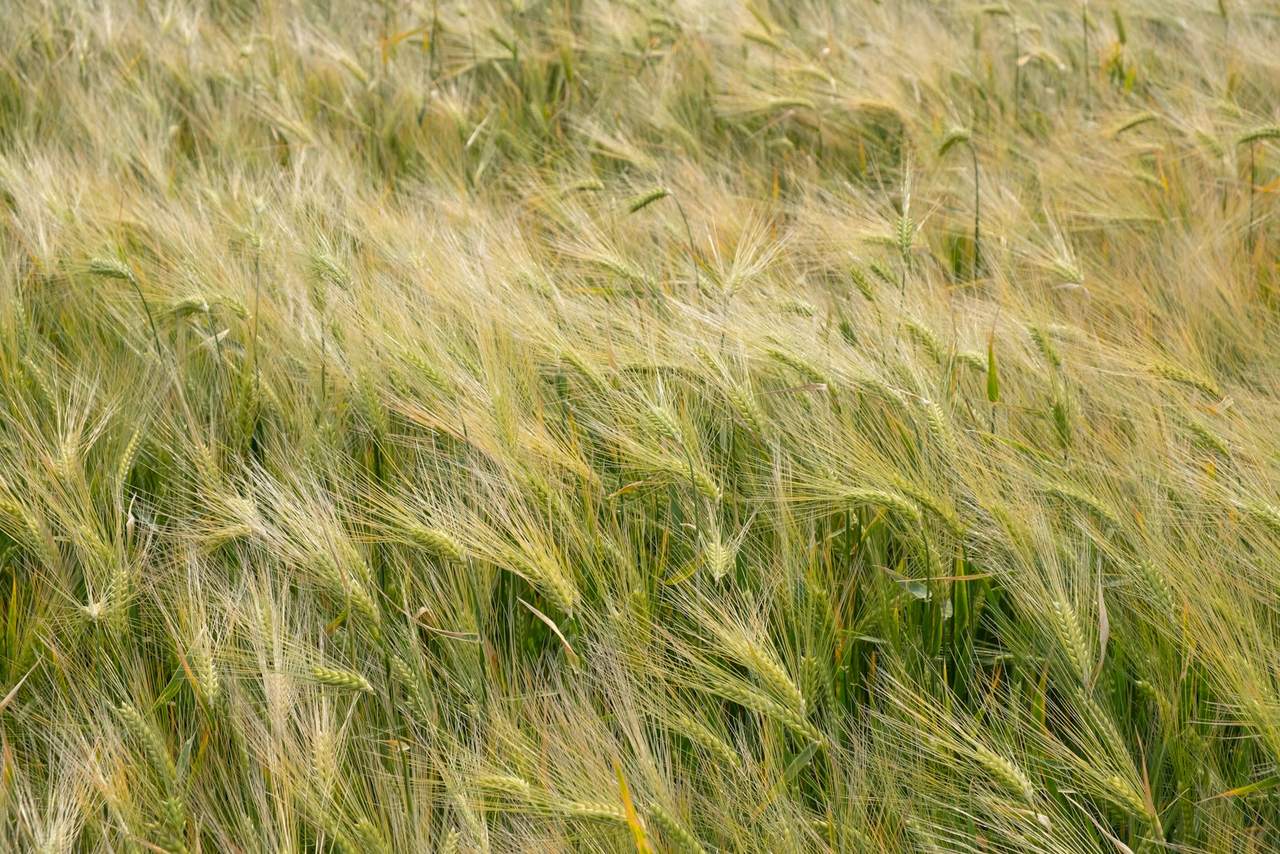 Close view of ripening barley ears moving in the breeze