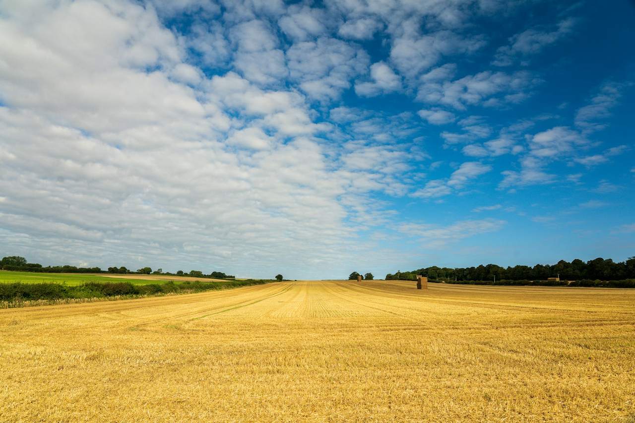 A dry brown field under a blue sky with white clouds