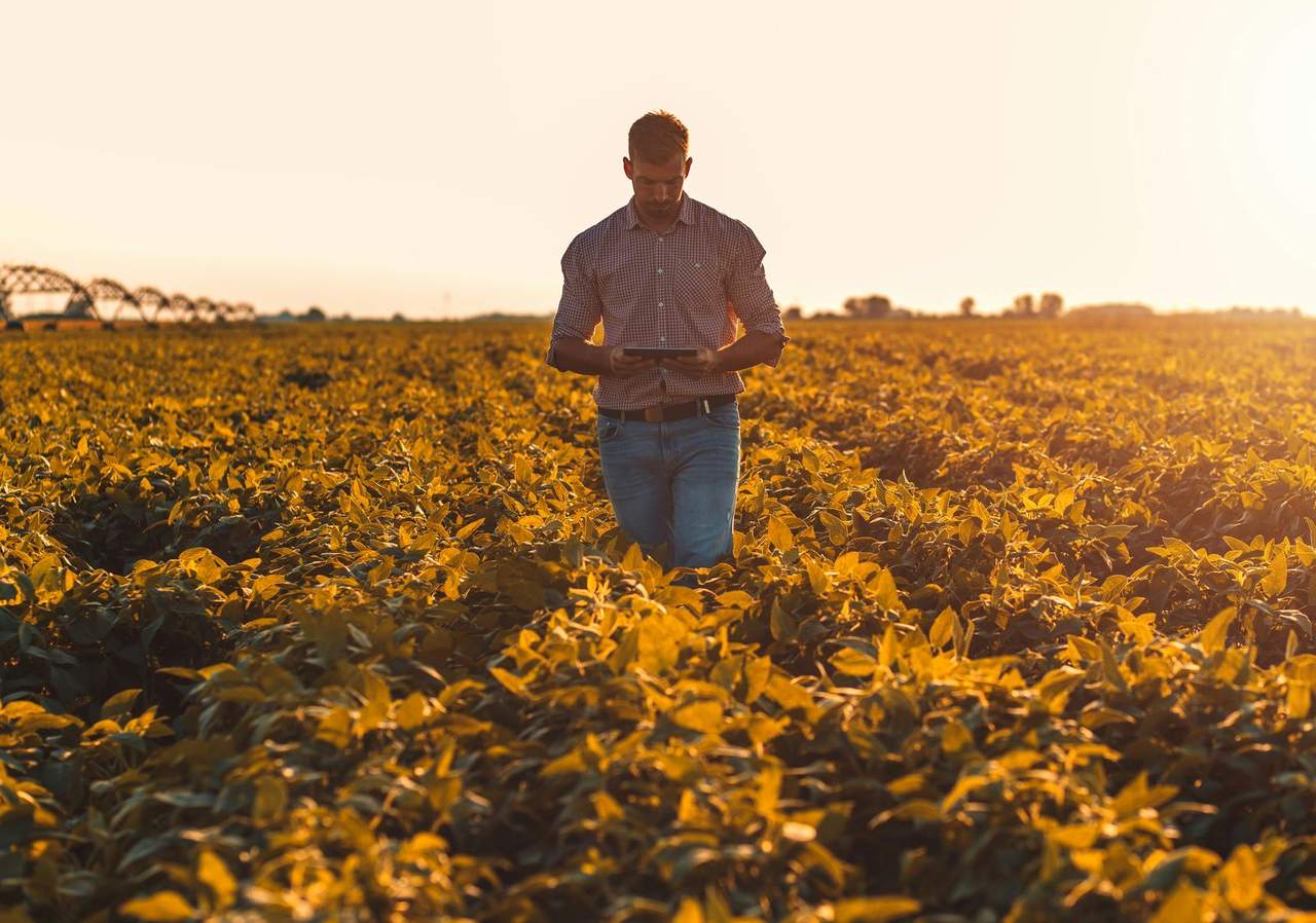 A man checking a tablet while standing among soybean plants at sunset