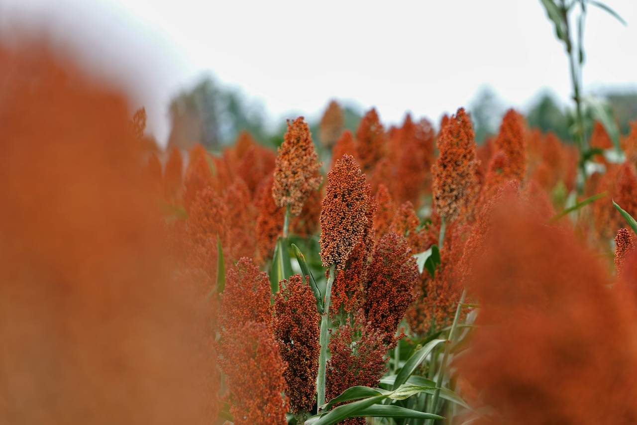 A field of ripe red sorghum plants