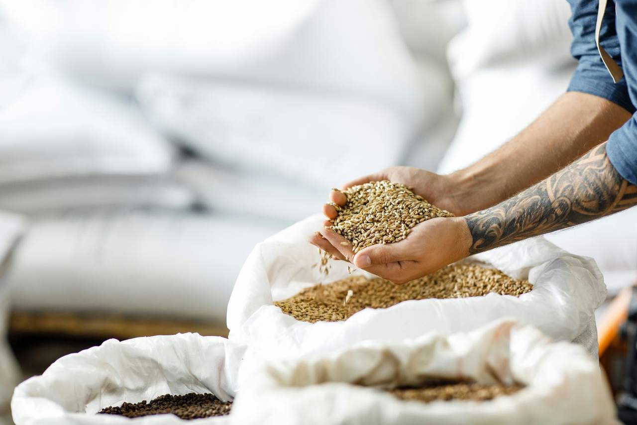 Cupped hands letting grain fall back into an open sack of stored grain
