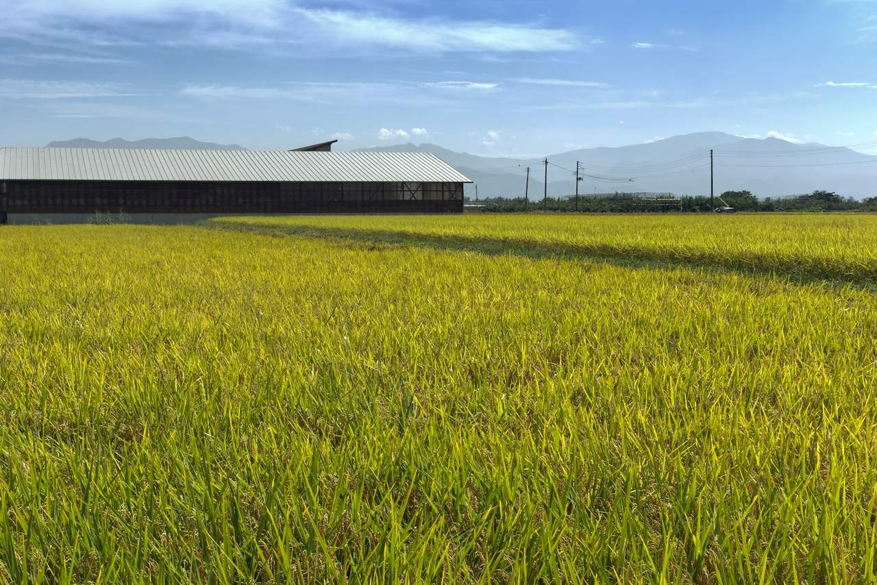 A field of ripening rice ready for harvest