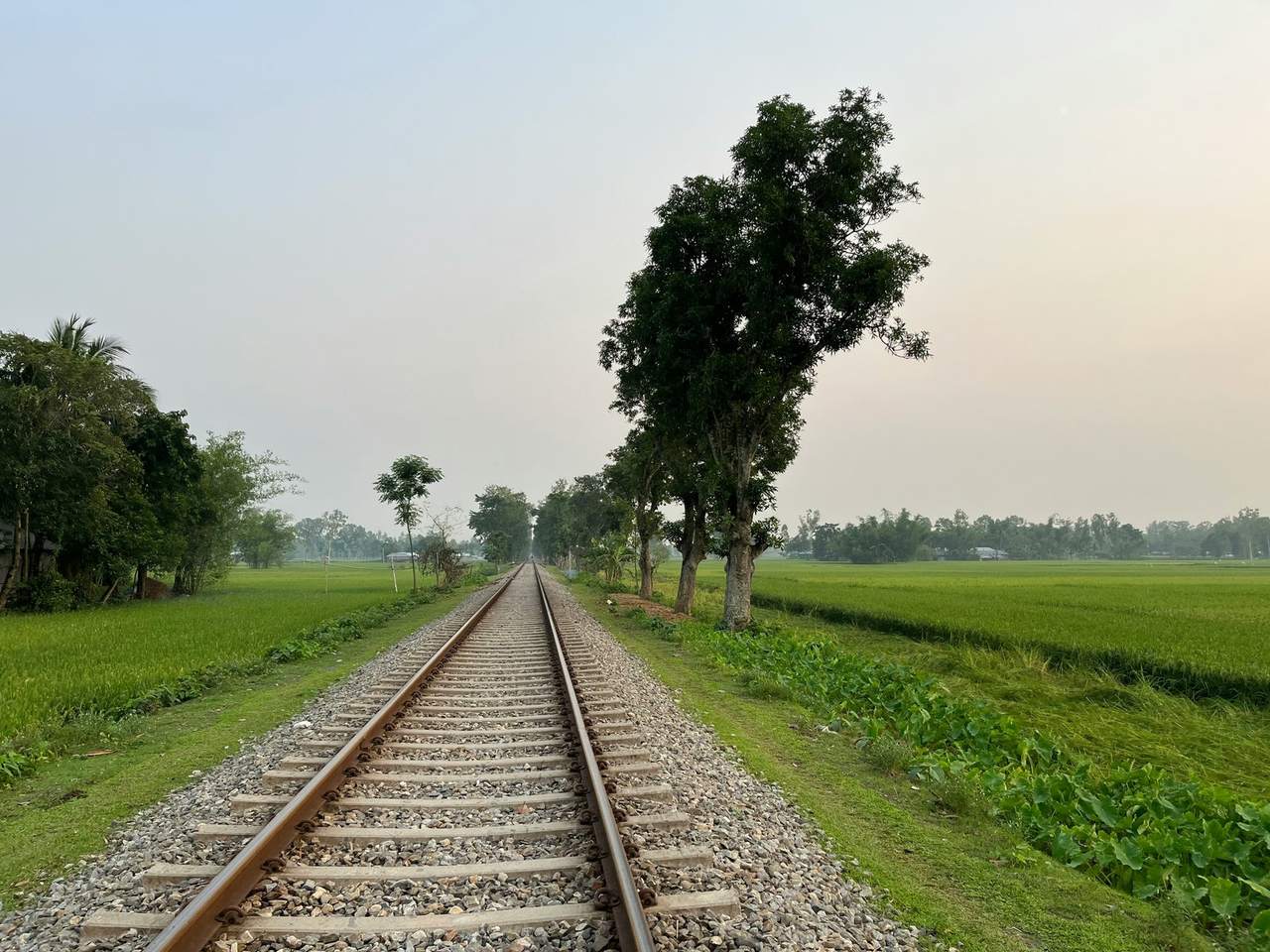 A single railway track running straight between green rice fields and roadside trees