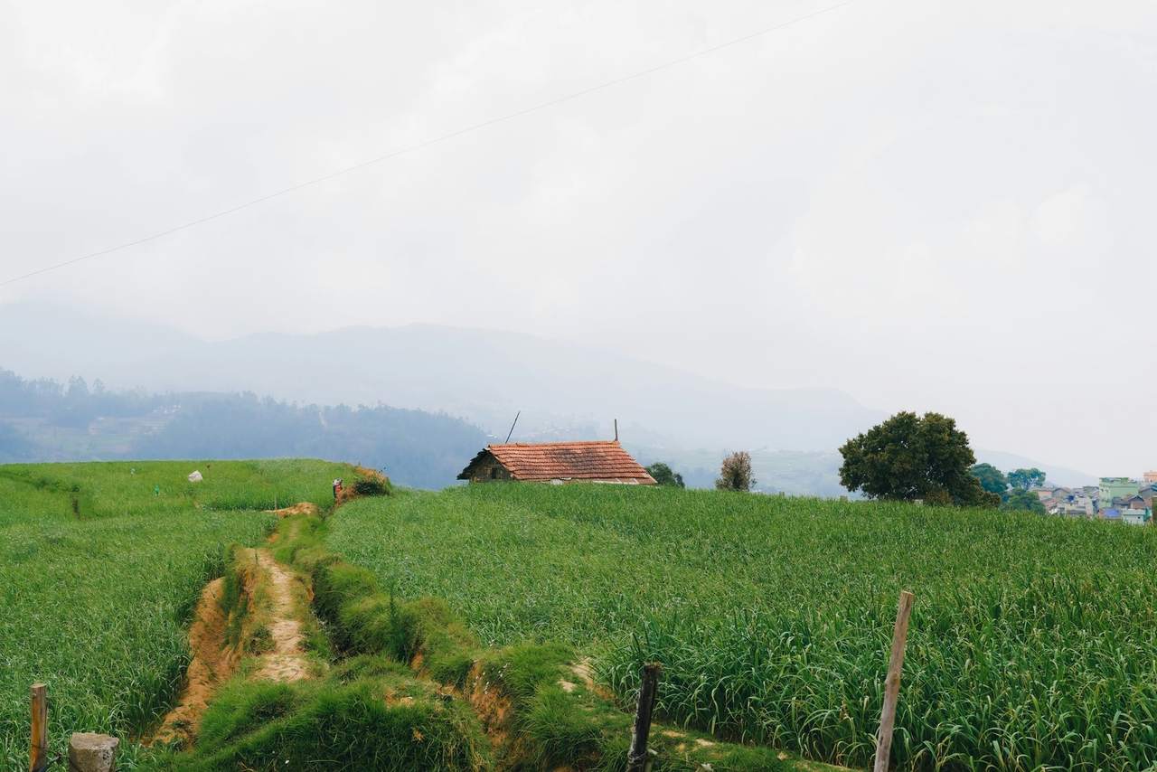 A small tiled-roof farmhouse among green crop fields, with a dirt path and misty hills behind