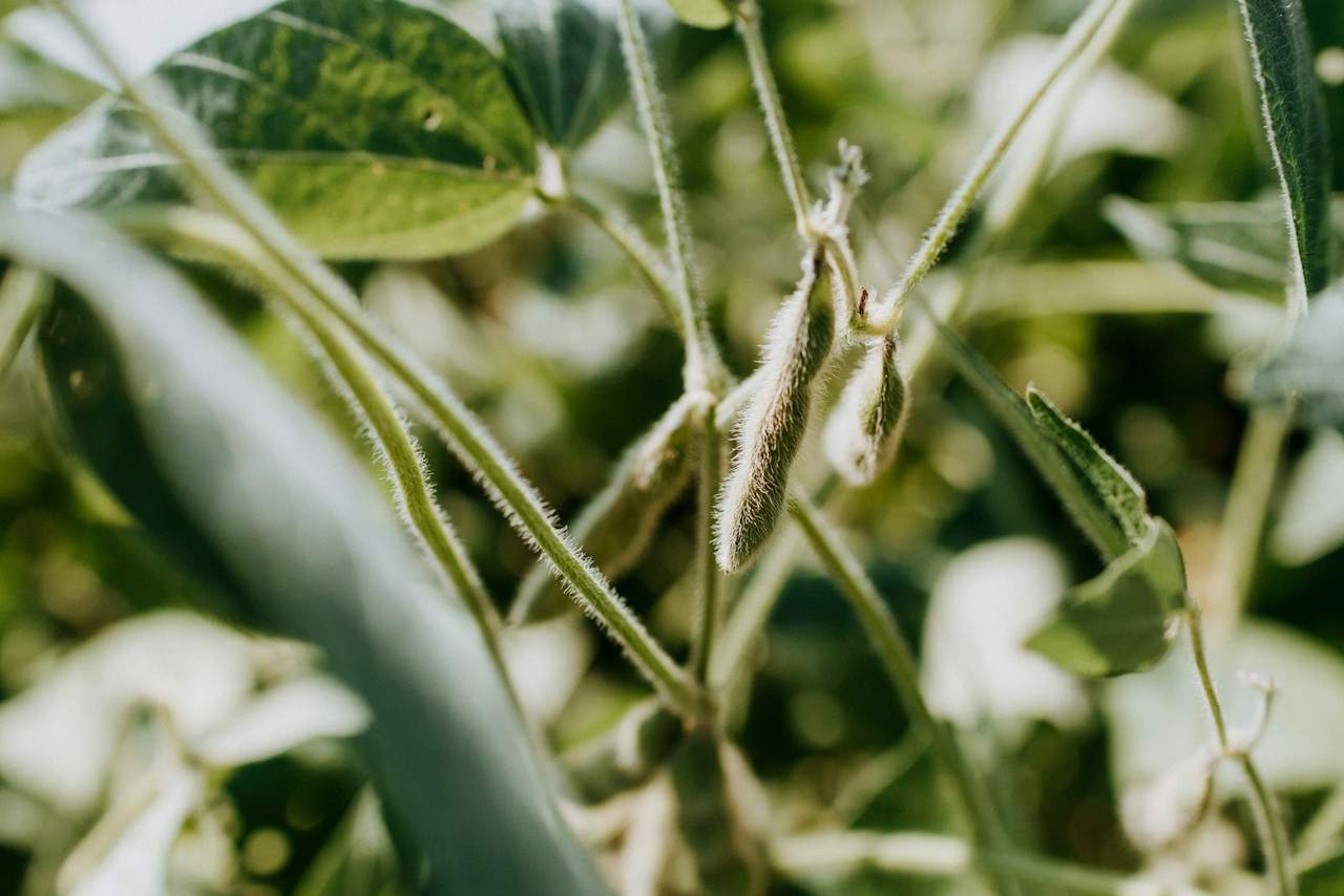 Fuzzy green soybean pods on the stalk