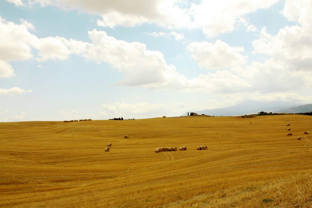 A harvested field with crop stubble under a clouded sky