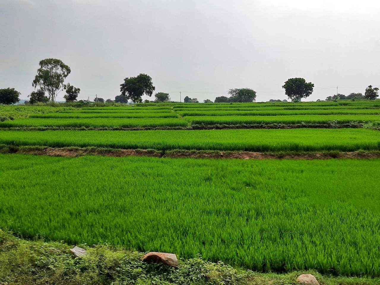 Terraced green rice paddies with a row of trees on the horizon under a pale sky