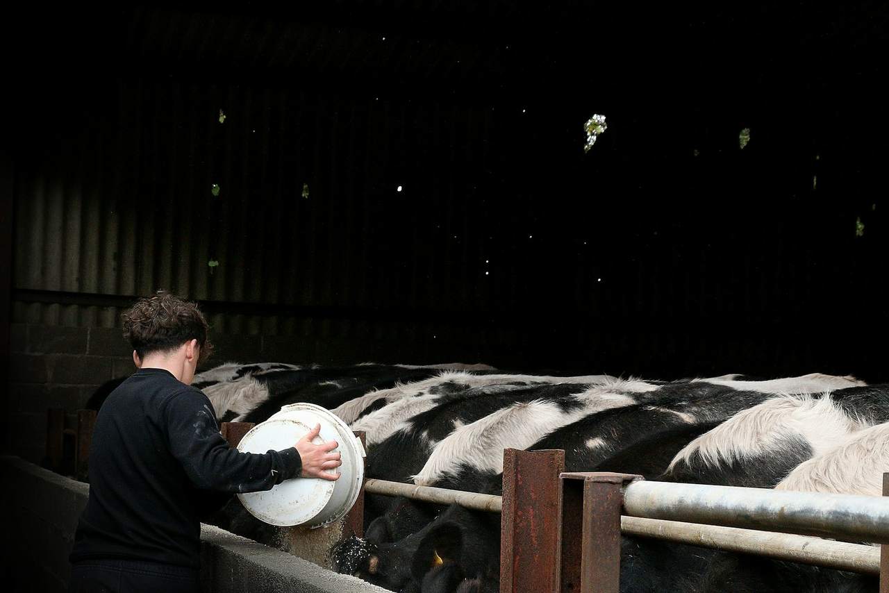 A farmer tipping feed from a bucket to black and white cattle in a barn
